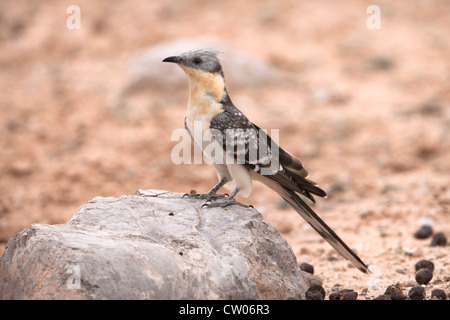 Great spotted cuckoo, Clamator glandarius, Kgalagadi Transfrontier Park, Northern Cape, South Africa Stock Photo