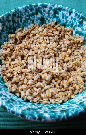 Cooked whole barley in a green ceramic bowl Stock Photo