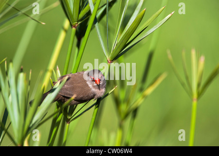 Common waxbill, Estrilda astrild, Intaka Island wetland centre, Cape Town, South Africa Stock Photo