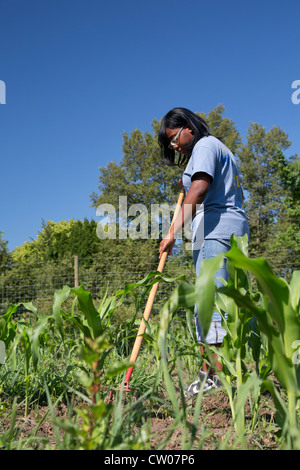 Detroit, Michigan - Volunteers from the Summer in the City program work at D-Town Farm, a large community garden. Stock Photo