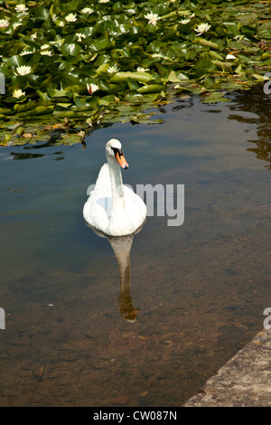 Mute swan on water with reflection Stock Photo