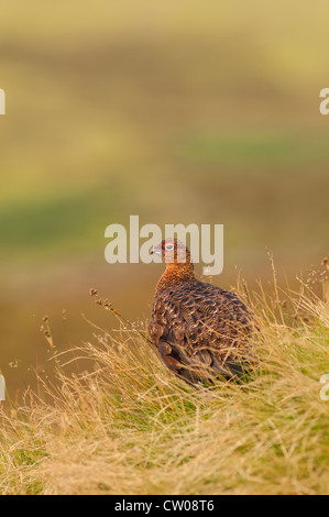 A Red Grouse ( Lagopus lagopus scoticus ) in moorland, Yorkshire Dales, England, Uk Stock Photo
