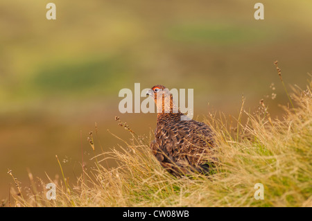 A Red Grouse ( Lagopus lagopus scoticus ) in moorland, Yorkshire Dales, England, Uk Stock Photo