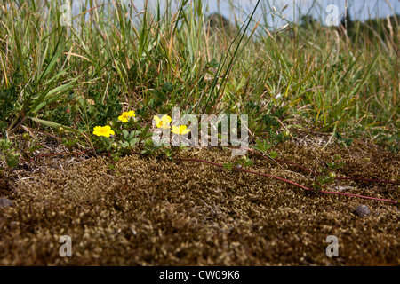 Creeping buttercup Stock Photo