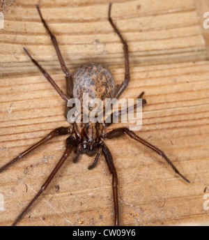 Tegenaria gigantea Spider Stock Photo