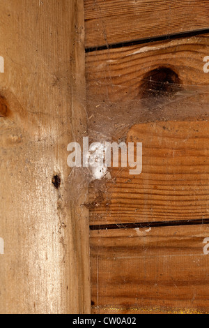 Tegenaria gigantea Spider web and egg case Stock Photo