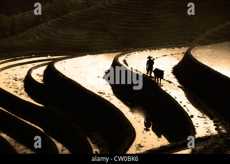 chinese farmer and water buffalo on rice terraces Stock Photo