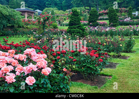 Portland’s International Rose Test Garden in Washington Park displays 7,000 rose plants and 550 varieties of roses. Stock Photo