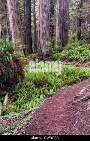 The Boy Scout Trail passes by massive redwood trees in California’s Jedediah Smith State and National Parks. Stock Photo