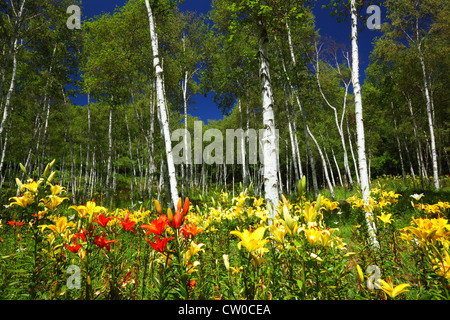 White birch forest and lily in summer Stock Photo