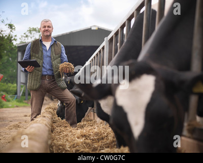 Farmer examining cow feed in barn