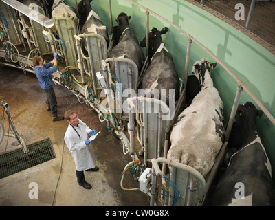 Milking Parlor At Work Stock Photo 266331865 Alamy