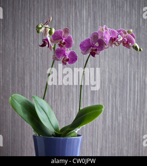 Potted orchid flower indoors Stock Photo