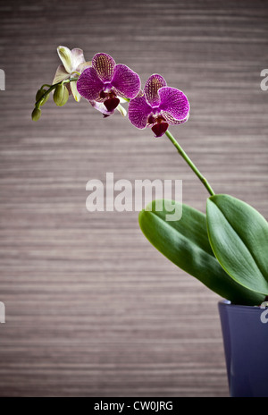 Potted orchid flower indoors
