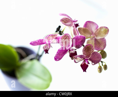 Close up of orchid flower petals Stock Photo