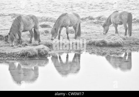 Herd of horses in the mist, Iceland Stock Photo