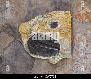 Whole Trilobite in limestone from Utah Stock Photo