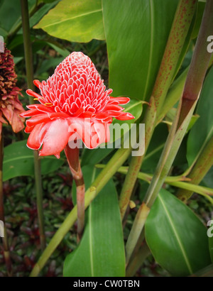 A brilliant pink and white Torch Ginger (Etlingera elatior) blossoms among the tropical foliage. Stock Photo