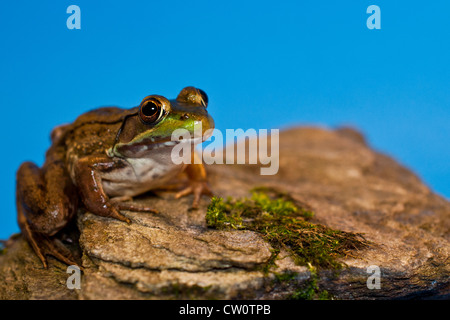 Green Frog (Rana Clamitans) Stock Photo