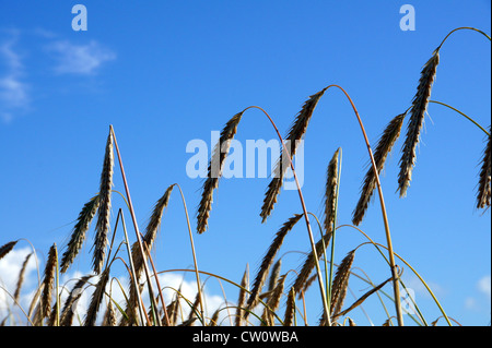 Grain ready for harvest growing in a farm field Stock Photo