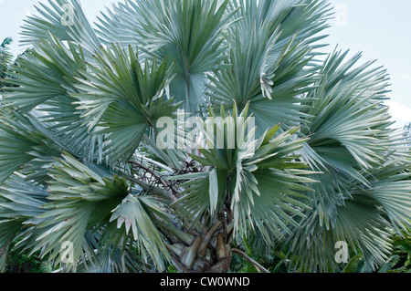 Fairchild Tropical Botanical Gardens at Coral Gables, a suburb of Miami,  Florida.  Bismarck palm in the Palmetum. Stock Photo