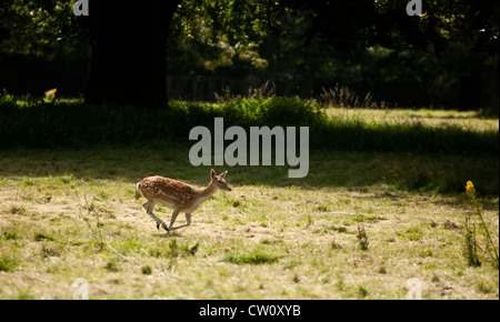 Fallow deer running Stock Photo