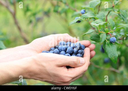 Picking Blueberries from a Blueberry Bush Stock Photo