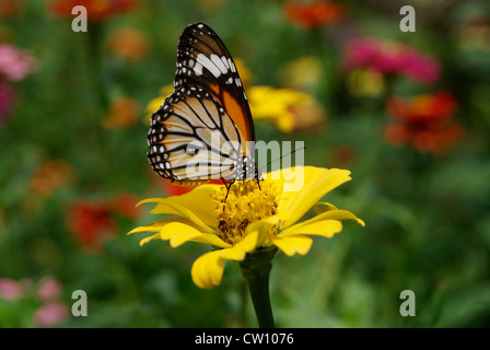 Butterfly on flower garden enjoying sucking honey Stock Photo