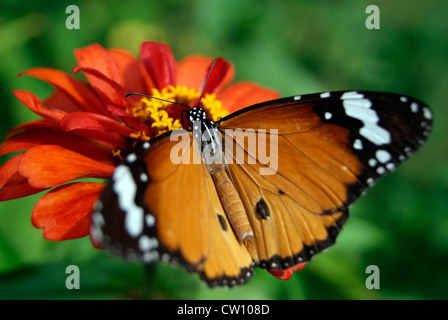Butterfly Flower Sitting and sucking Honey.Common Striped Tiger Butterfly Sits in Red Dahlia Garden flowers Kerala India Stock Photo