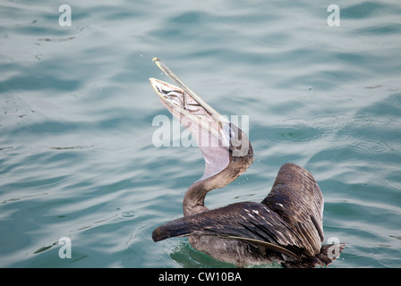 Brown Pelican with Gular Pouch full of Fish Stock Photo - Alamy