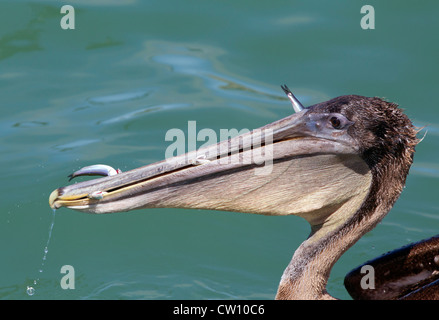 Brown Pelican with Gular Pouch full of Fish Stock Photo - Alamy