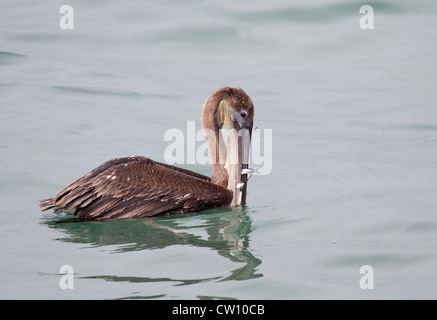 Brown Pelican with Gular Pouch full of Fish Stock Photo - Alamy