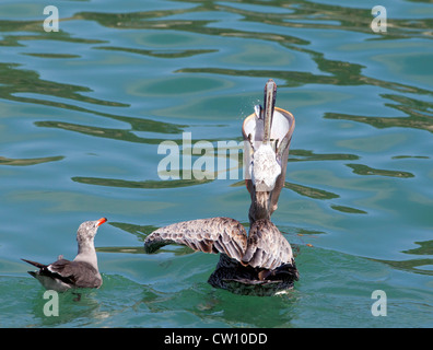 Brown Pelican with Gular Pouch full of Fish Stock Photo - Alamy