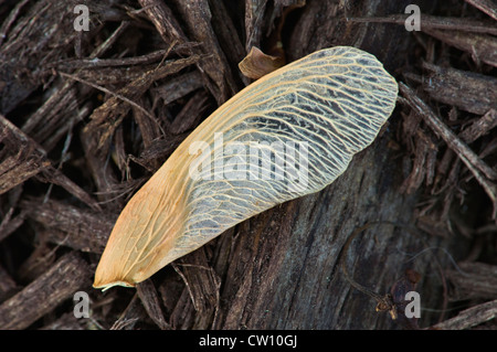 Red Maple Tree Seed Stock Photo