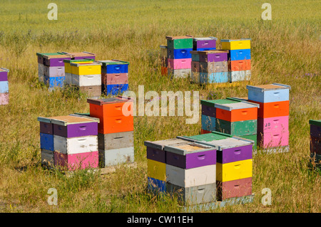 Colorful Honey Bee Boxes Montana MT US Stock Photo