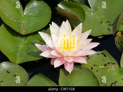 Water Lily, Nymphaea 'Peace', Nymphaeaceae. Stock Photo