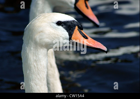 SWAN HEAD Stock Photo