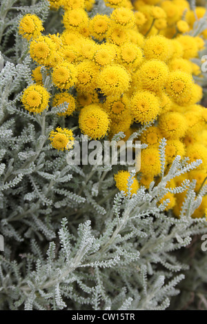 Cotton Lavender Santolina chamaecyparissus Stock Photo