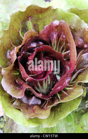 Red Lettuce Stock Photo