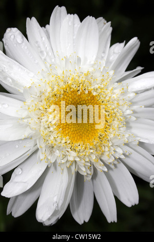 Close-up of White Chrysanthemum Flower Stock Photo
