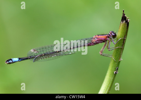 Blue-tailed Damselfly Ischnura elegans - Female Pink rufescens Form Stock Photo