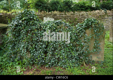 Overgrown ivy covered gravestones in graveyard at church in village of Brampton Bryan Herefordshire England UK Stock Photo