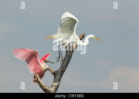 Roseate Spoonbill chasing off Great White Egret from perch Platalea ajaja & Ardea alba High island Texas, USA BI023257 Stock Photo