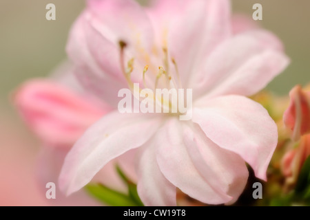 Northern Lights Azalea (Rhododendron 'Northern Lights'), Greater Sudbury, Ontario, Canada Stock Photo