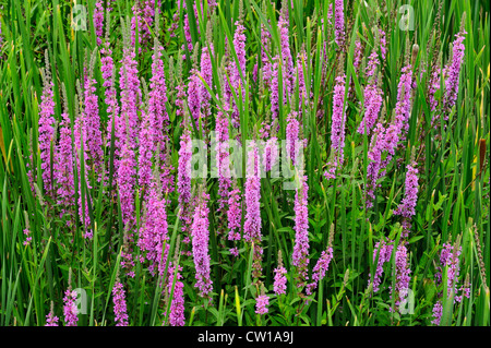 Purple loosestrife (Lythrum salicaria), Greater Sudbury, Ontario, Canada Stock Photo