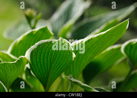 Variegated hosta leaves, Greater Sudbury, Ontario, Canada Stock Photo