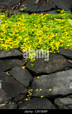 Creeping Jenny or Moneywort (Lysimachia Nummularia) on rock wall, Greater Sudbury, Ontario, Canada Stock Photo