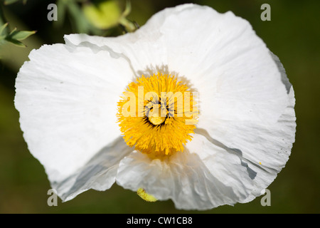 Romneya coulteri  Californian Tree Poppy Stock Photo