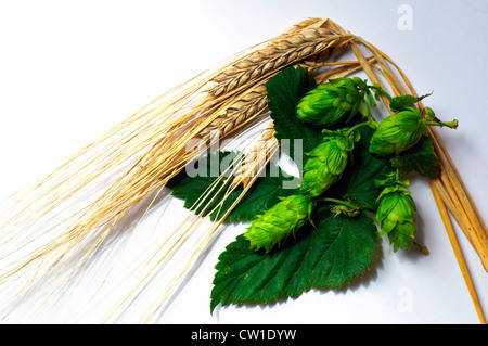 Ripe Barley and Hops, the two main ingredients of beer. Stock Photo