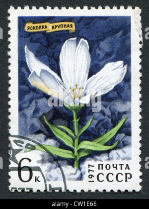 USSR - CIRCA 1977: Postage stamps printed in the USSR, shows a flower Cerastium maximum, circa 1977 Stock Photo